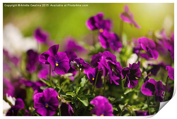 Purple pansies flowering bunch Print by Arletta Cwalina