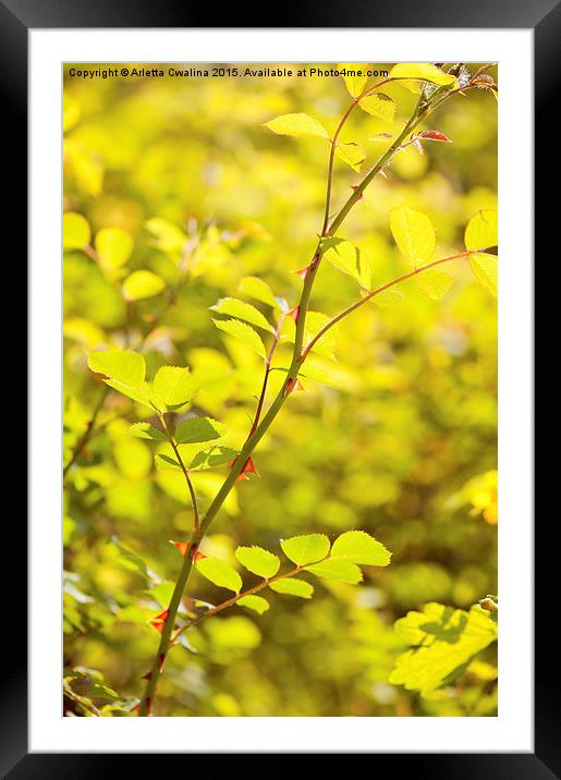 Wild roses prickles on twig Framed Mounted Print by Arletta Cwalina