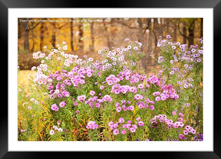 Aster flowering plants bunches Framed Mounted Print by Arletta Cwalina
