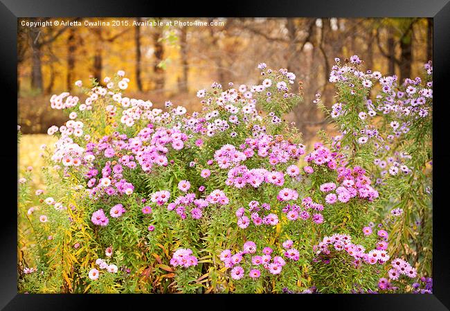 Aster flowering plants bunches Framed Print by Arletta Cwalina