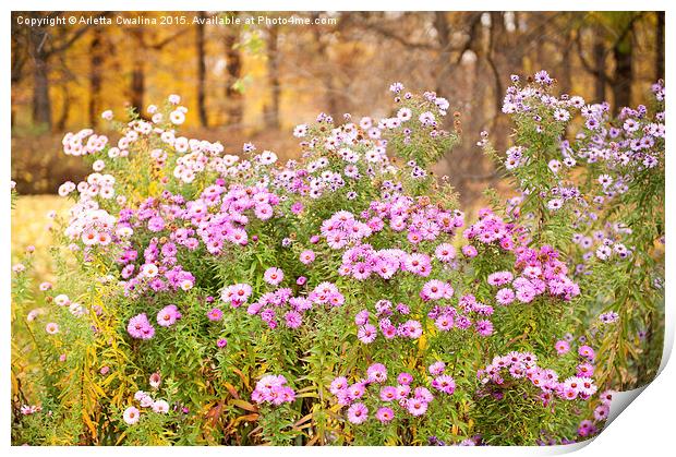 Aster flowering plants bunches Print by Arletta Cwalina