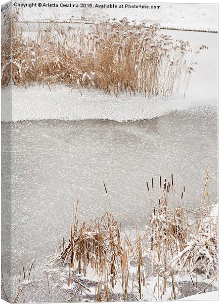 Typha reeds winter season Canvas Print by Arletta Cwalina