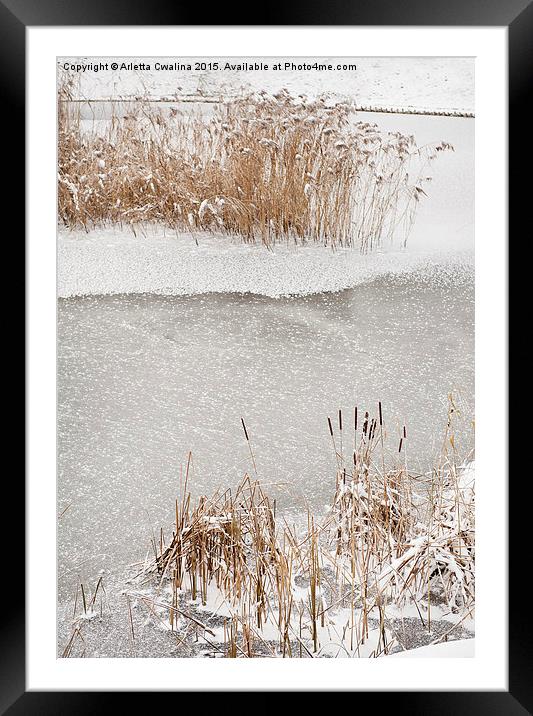 Typha reeds winter season Framed Mounted Print by Arletta Cwalina