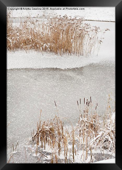 Typha reeds winter season Framed Print by Arletta Cwalina