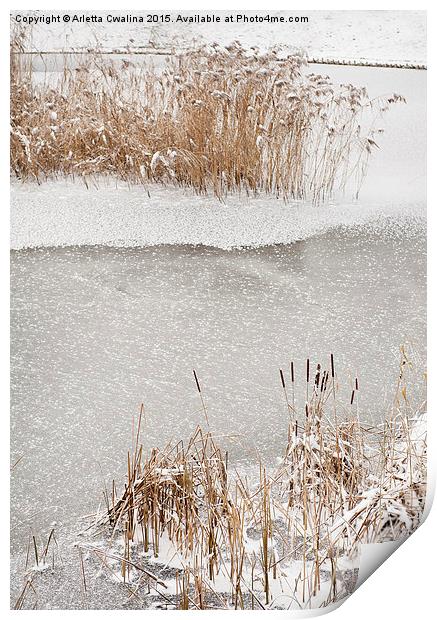 Typha reeds winter season Print by Arletta Cwalina