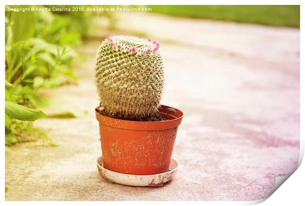 Cactus flowering pink blossoms Print by Arletta Cwalina