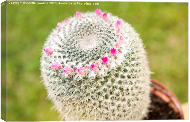 Cactus flowering pink detail Canvas Print by Arletta Cwalina