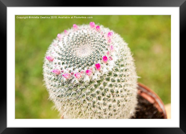 Cactus flowering pink detail Framed Mounted Print by Arletta Cwalina