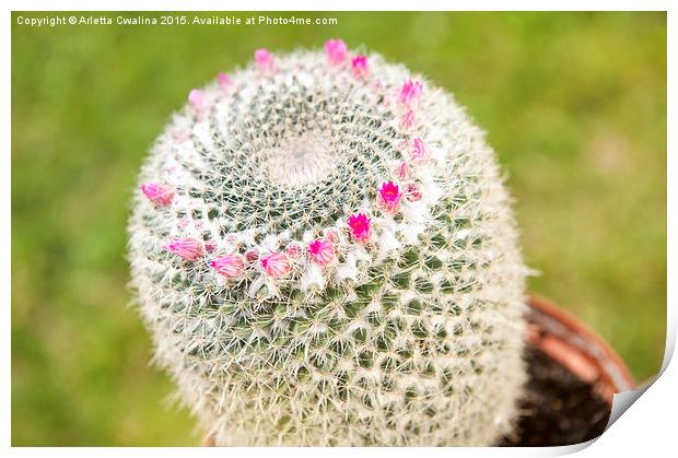 Cactus flowering pink detail Print by Arletta Cwalina