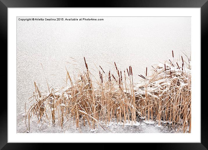 Typha reeds at frozen lake Framed Mounted Print by Arletta Cwalina