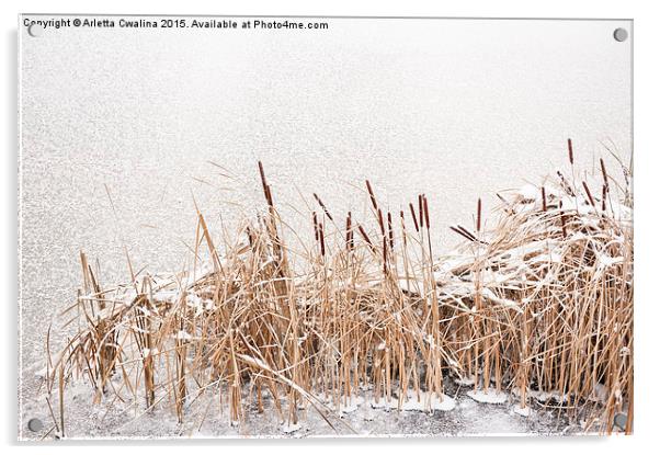 Typha reeds at frozen lake Acrylic by Arletta Cwalina