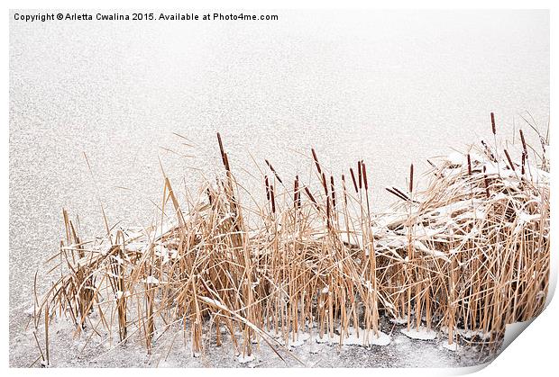 Typha reeds at frozen lake Print by Arletta Cwalina