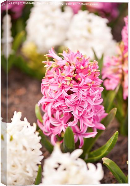 Hyacinthus flowering cluster Canvas Print by Arletta Cwalina