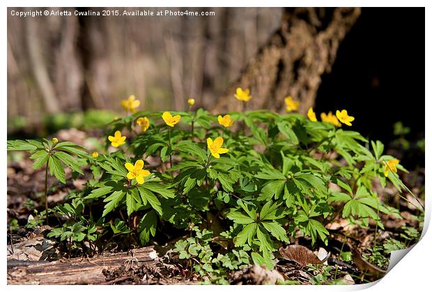 Anemone ranunculoides yellow flowering Print by Arletta Cwalina