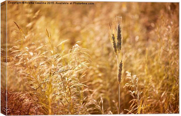 Golden cereal plant photo Canvas Print by Arletta Cwalina