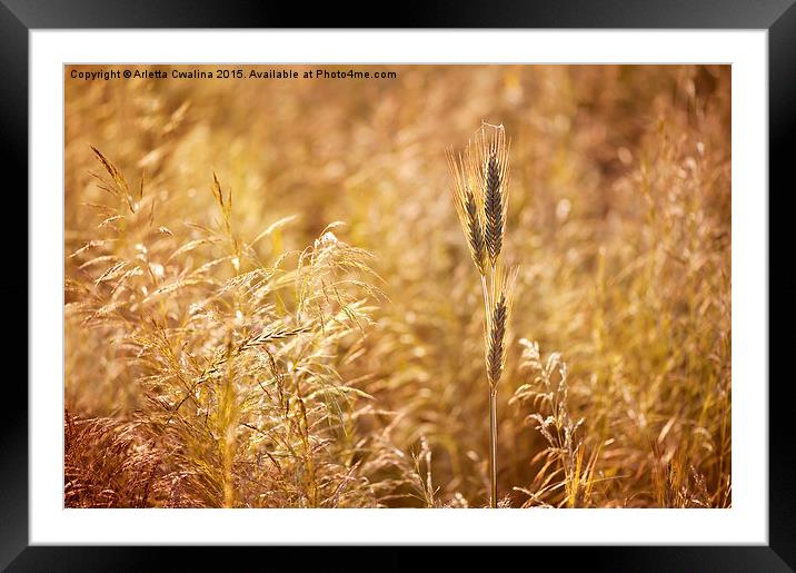 Golden cereal plant photo Framed Mounted Print by Arletta Cwalina
