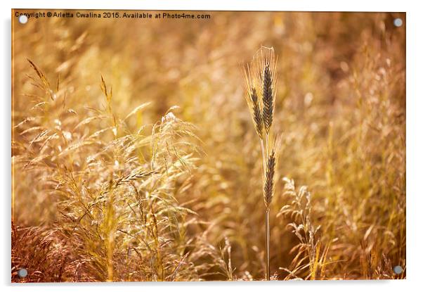 Golden cereal plant photo Acrylic by Arletta Cwalina