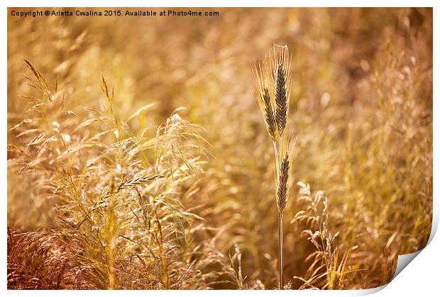 Golden cereal plant photo Print by Arletta Cwalina
