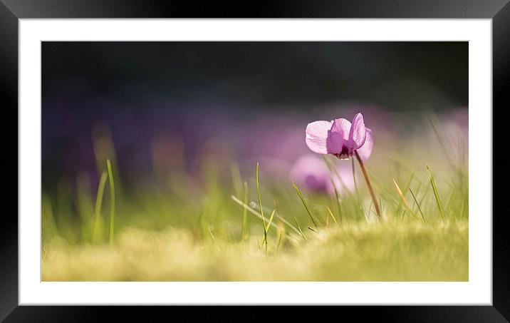  Luminous Cyclamen Framed Mounted Print by Sue Dudley