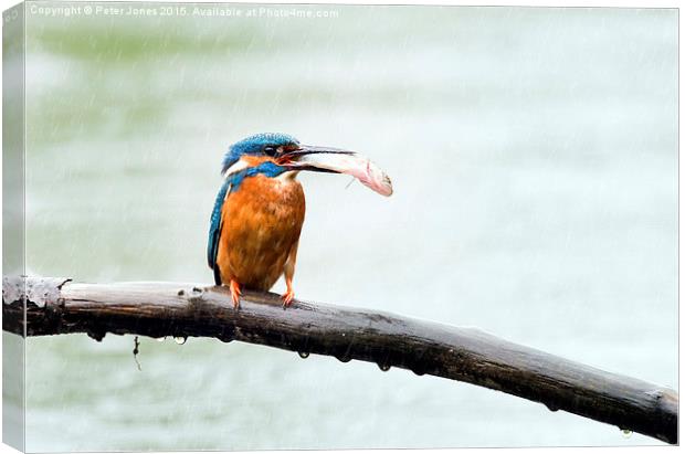  Kingfisher with his catch in the rain Canvas Print by Peter Jones