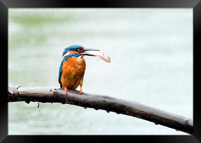  Kingfisher with his catch in the rain Framed Print by Peter Jones