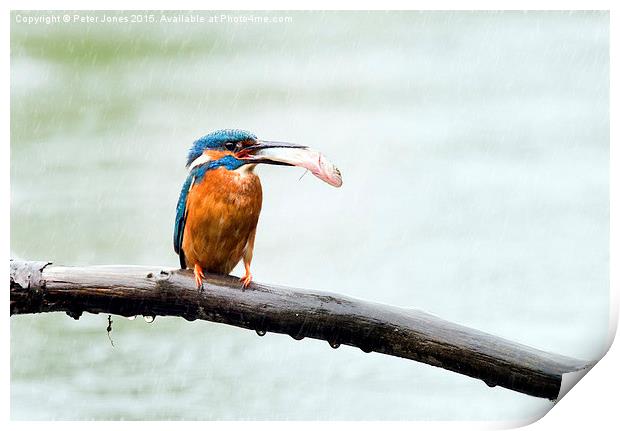  Kingfisher with his catch in the rain Print by Peter Jones