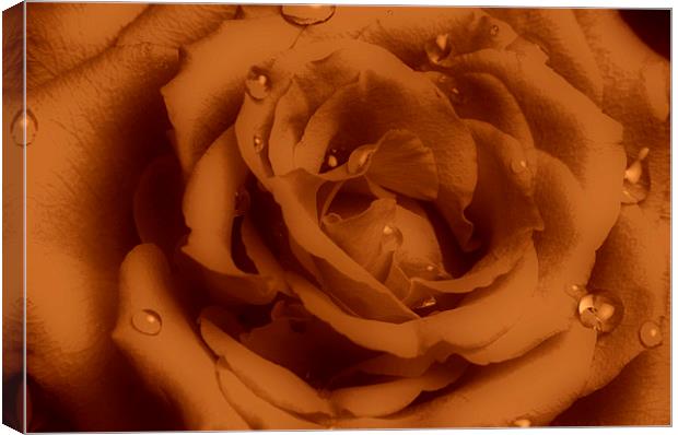  Ruffled Rose with Water Droplets Canvas Print by pristine_ images