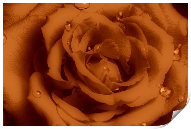  Ruffled Rose with Water Droplets Print by pristine_ images