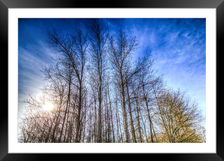 Sunset Trees Framed Mounted Print by David Pyatt