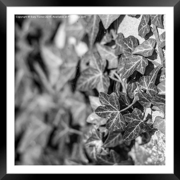 Ivy Framed Mounted Print by Gary Turner