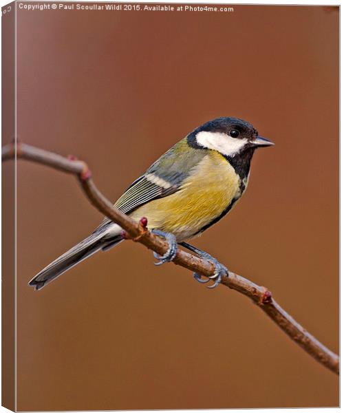  Great Tit Canvas Print by Paul Scoullar