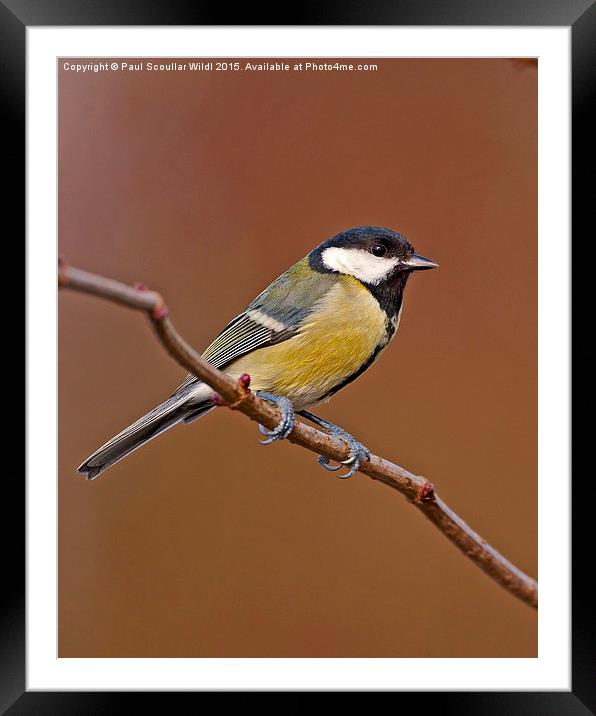  Great Tit Framed Mounted Print by Paul Scoullar