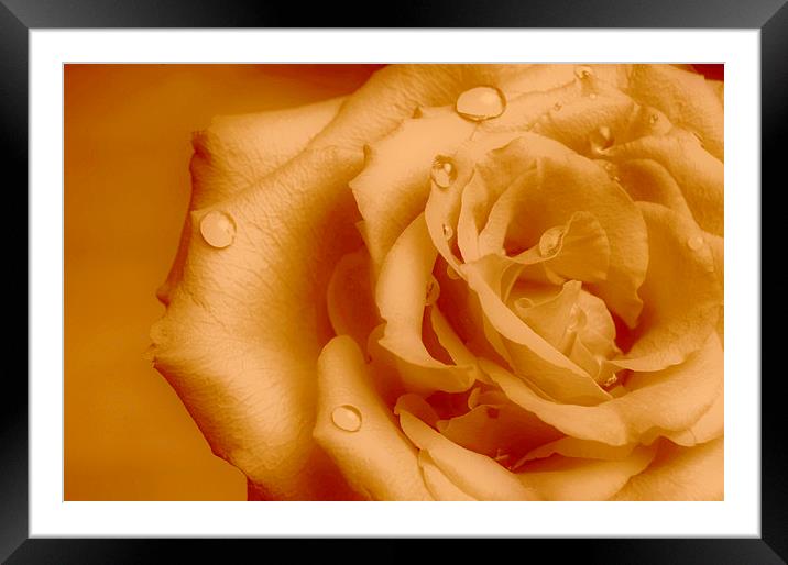  Delicate Rose Framed Mounted Print by pristine_ images
