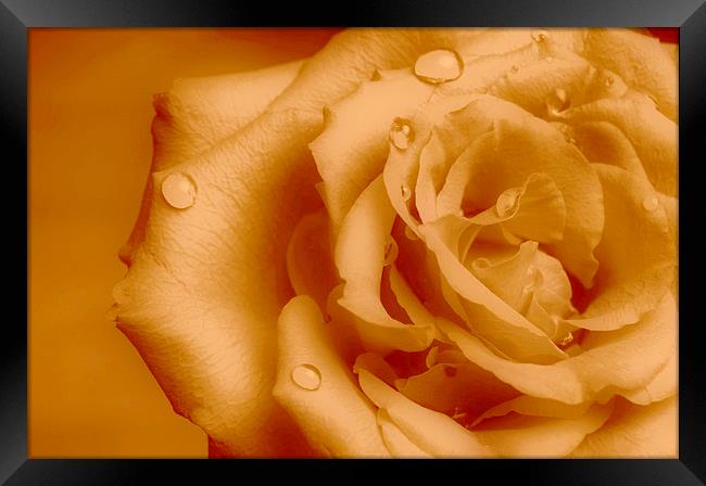  Delicate Rose Framed Print by pristine_ images