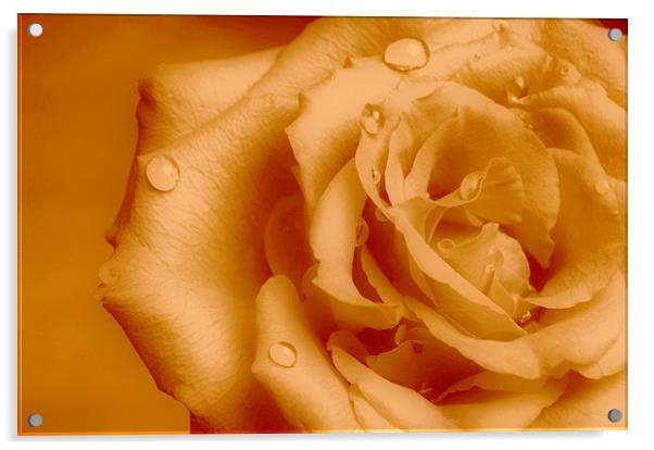  Delicate Rose Acrylic by pristine_ images