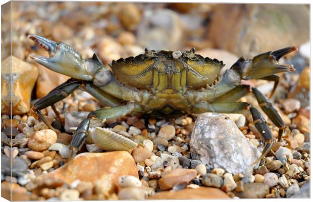 Attack of the Crab Canvas Print by pristine_ images