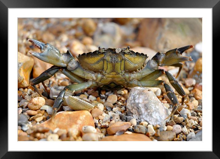 Attack of the Crab Framed Mounted Print by pristine_ images