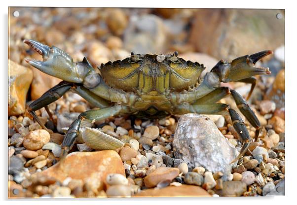 Attack of the Crab Acrylic by pristine_ images