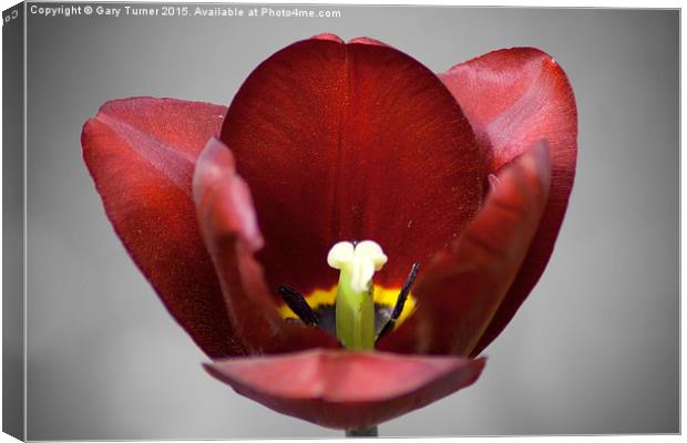 Bloom Canvas Print by Gary Turner