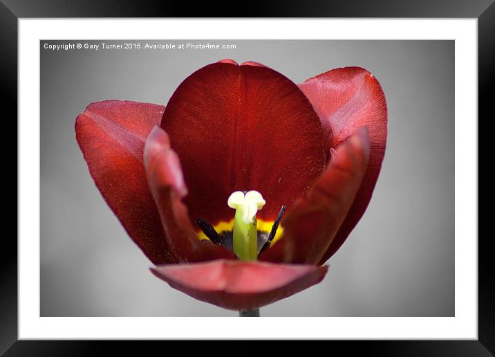 Bloom Framed Mounted Print by Gary Turner