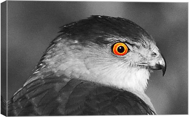 Close Up Hawk Eye  Canvas Print by james balzano, jr.