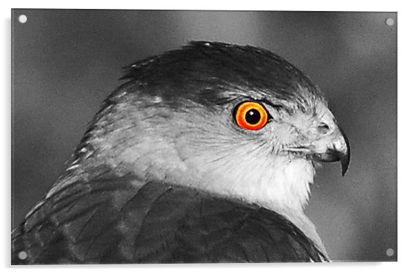 Close Up Hawk Eye  Acrylic by james balzano, jr.