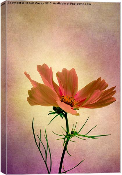  Cosmos - Flower of Love Canvas Print by Robert Murray