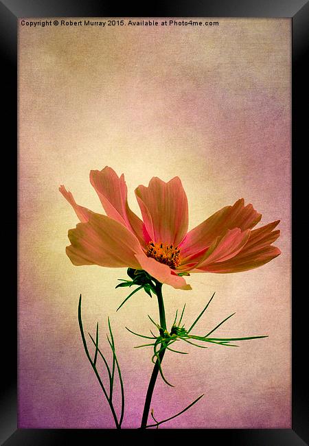  Cosmos - Flower of Love Framed Print by Robert Murray