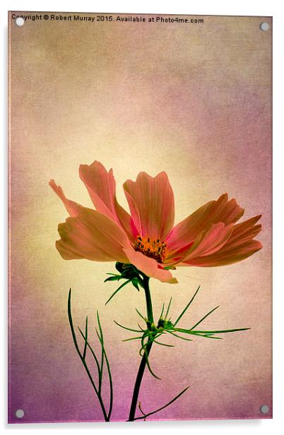  Cosmos - Flower of Love Acrylic by Robert Murray