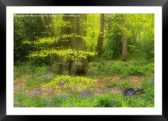 Soft Spring Colours in a woodland setting.  Framed Mounted Print by Peter Jones