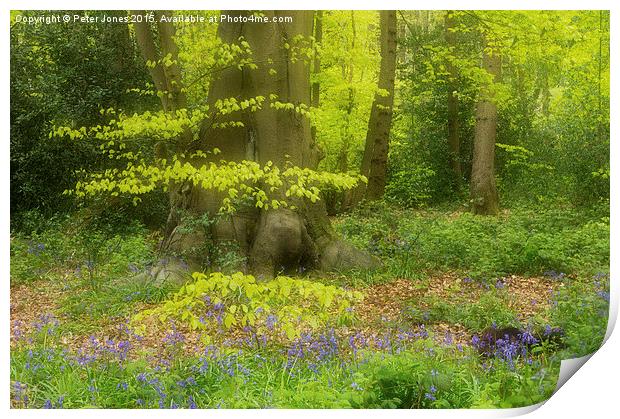 Soft Spring Colours in a woodland setting.  Print by Peter Jones