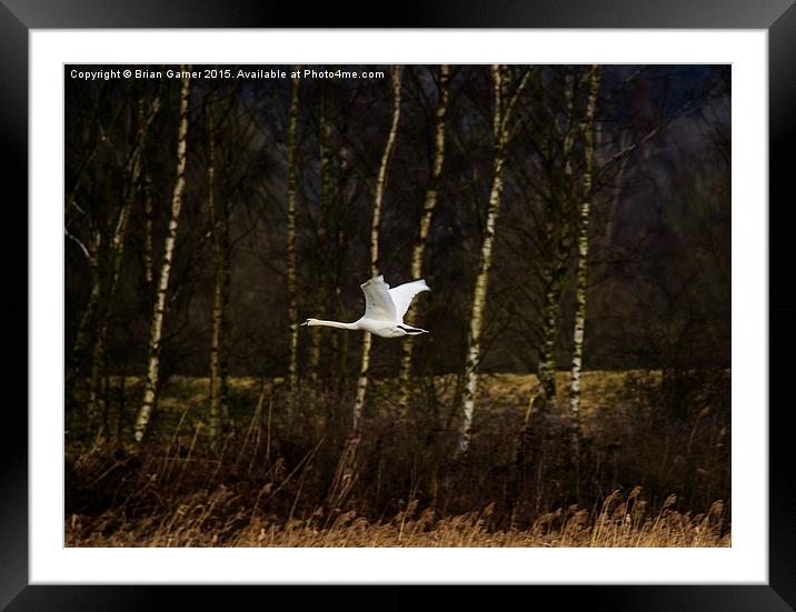  Swan over Rutland Water Framed Mounted Print by Brian Garner