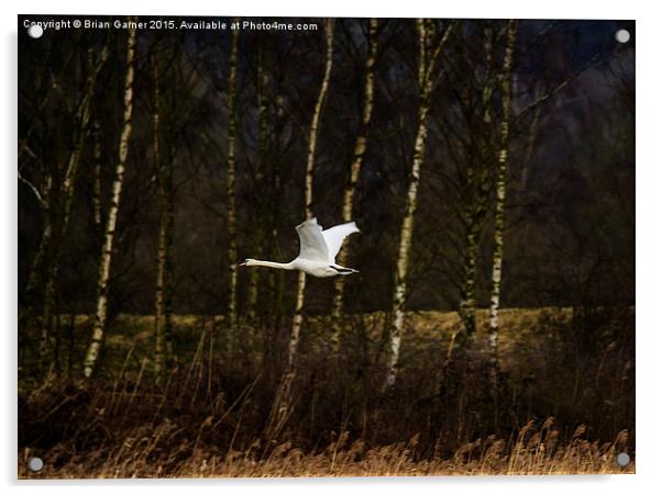  Swan over Rutland Water Acrylic by Brian Garner