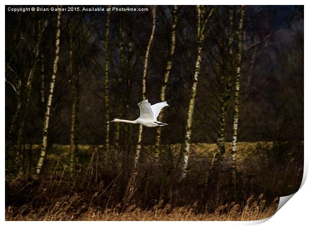  Swan over Rutland Water Print by Brian Garner